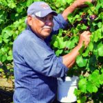 muscadine, farm worker, grapes-1004185.jpg